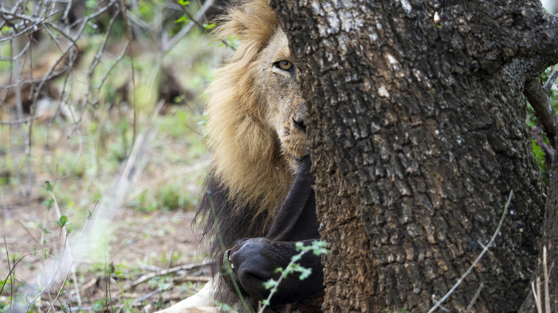 Kruger25 2025 10 31 08 35 06 ILCE 1M2 890